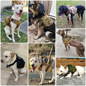 Military Dog Harness, Collar, and Leash with Accessories